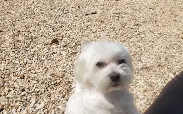 Grand Groomers in Grove, OK
