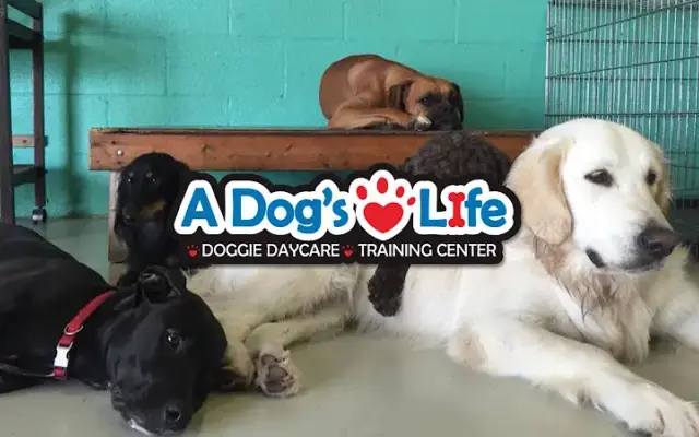 A Dog's Life: Dog Daycare +Training in Vero Beach, FL