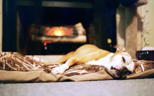 Eastman's Escape for Healthy Pets in Winter Park, FL