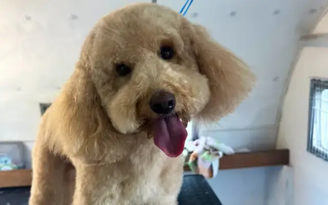 Christina’s Pawtastic Mobile Grooming in San Diego, CA