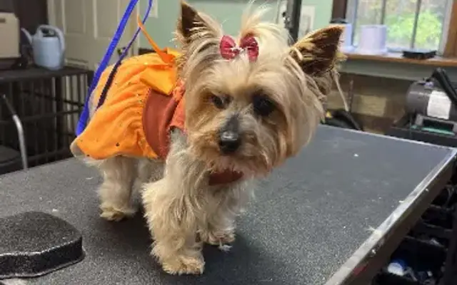 La Bella Vida Pet Salon in Waynesville, OH