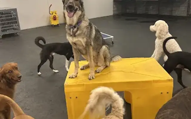 Dogtopia of Jacksonville - Beach Blvd in Jacksonville, FL