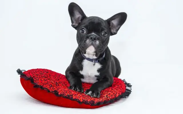 Mobile Pet Grooming Plantation in Sunrise, FL