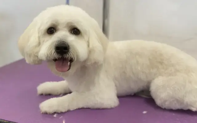 Pet Grooming by Melissa in South Gate, CA