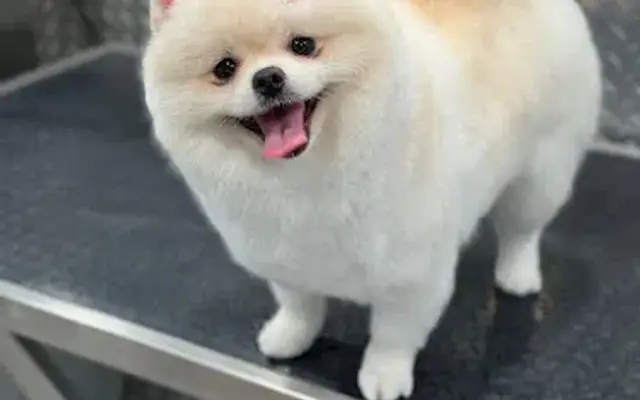 Mobile Pet Grooming Miramar in Weston, FL