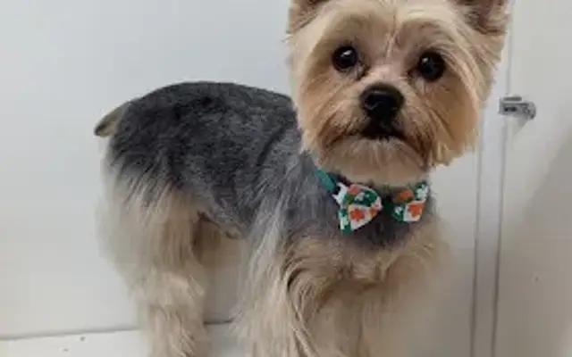 Pet Star Grooming Kendall Mobile in Miami, FL