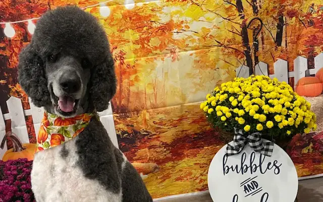 Bubbles and Barks Dog Grooming in Bradley, IL