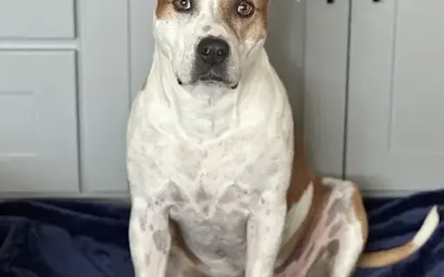 Zoomies Bully Baths in Sewell, NJ