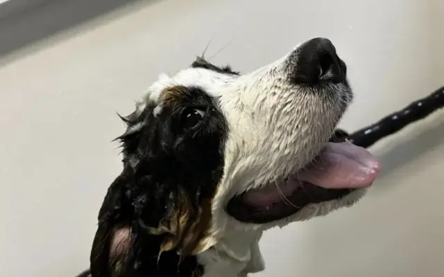 Shaggy Shears Pet Grooming in Fredericksburg, VA