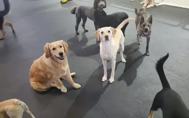 K-9 Play Time in Mundelein, IL