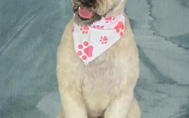 Duluth Dog Grooming in Duluth, MN