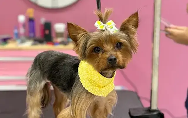 Oh My Dog Grooming LLC in Edinburg, TX