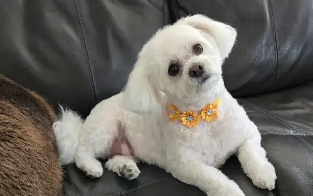 Jinkies Jenkins Grooming in Middletown, OH
