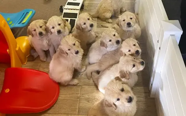 Wyoming Golden Retrievers & All Breed Boarding in St Croix Falls, WI
