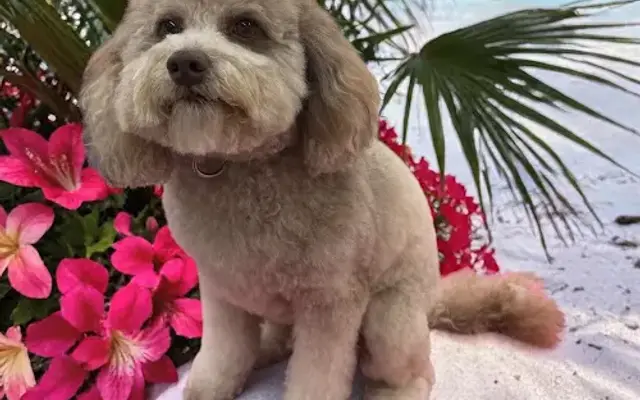 PicturePawfect LLC-Mobile Dog Grooming in Arlington, TX
