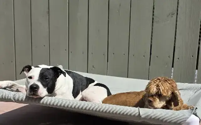Lynbrooke Kennels in Lockport, NY