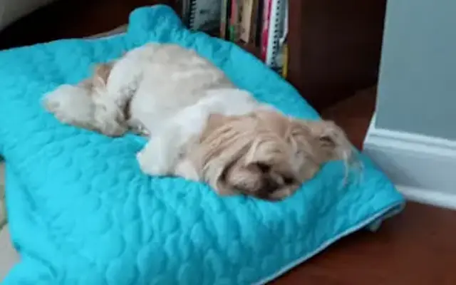 Pampered Pooches Day Spa in Summerville, SC