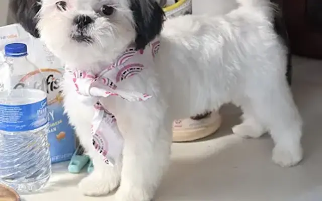 All Fur Love Pet grooming in Blackstone, MA