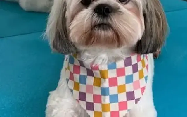 Betsy's Dog Grooming in Paris, IL