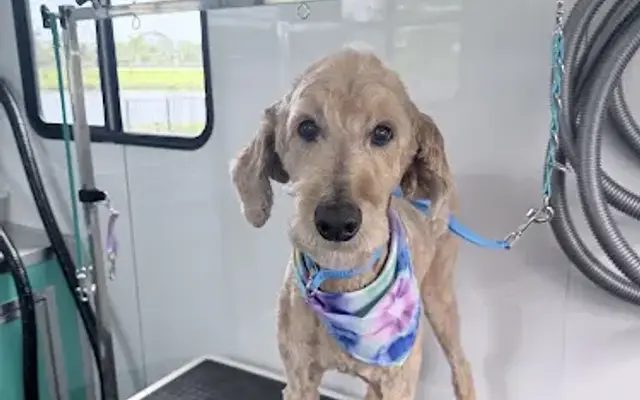 Paws & Manners Dog House Mobile Dog Grooming & Training in Port St. Lucie, FL