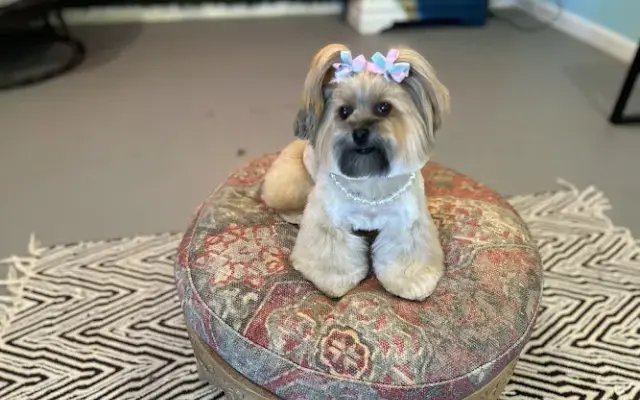 Groovy Grooming in Denham Springs, LA
