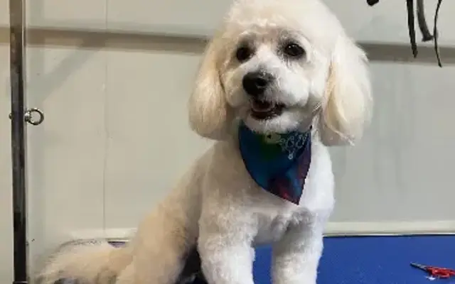 Wags 'n' Smiles Pet Styles in Hortense, GA