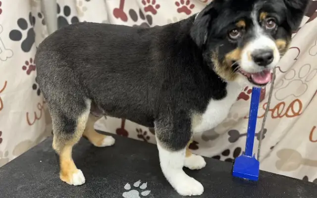 Bath Time mobile pet grooming in Bartow, FL