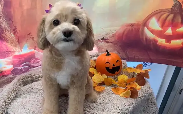 A Bubbly Tail Mobile Pet Spa in Championsgate, FL
