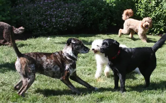 Wiggles Pet Resort in Mahopac, NY