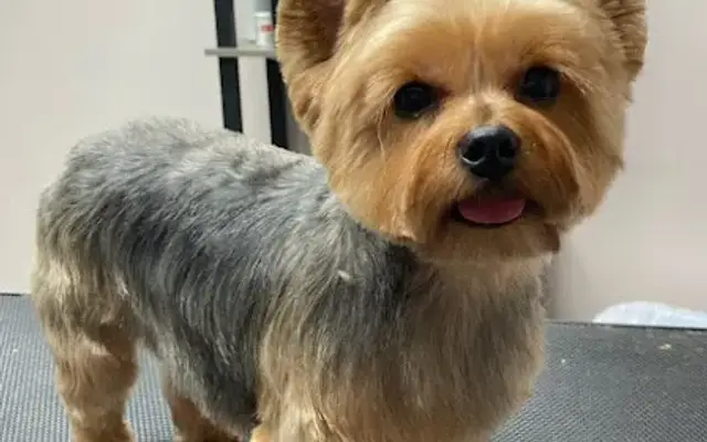 Red Barn Dog Grooming in Eagle Creek, OR