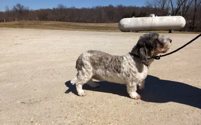 Foxhill's Dog Grooming in Churubusco, IN