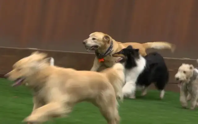 Camp TLC Pet Resort in Aromas, CA