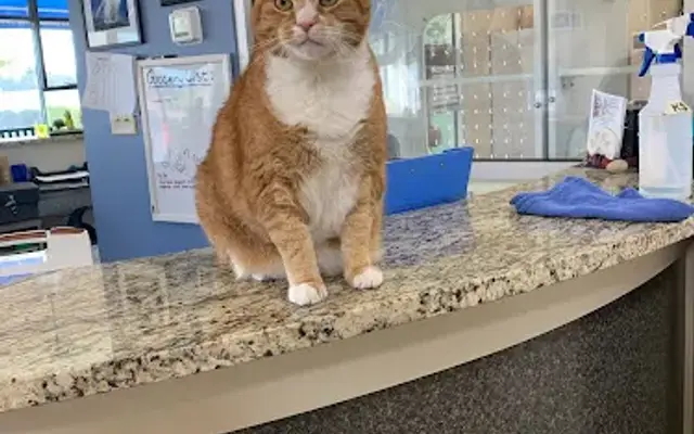 Meows And Growls Pet Resort At White Rose in York, SC