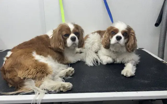 Mick’s Mobile Grooming in Rathdrum, ID