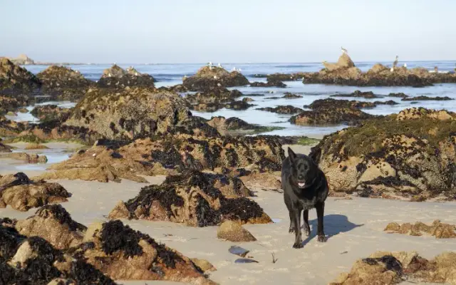 Nichols Veterinary Care in Monterey, CA