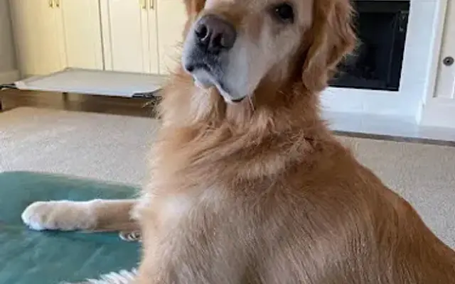 Snobby Dog Spaw in Tyler, TX