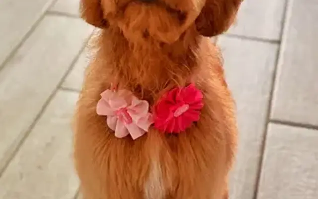 Lovely Grooming in San Antonio, TX
