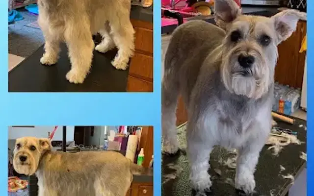 Lindsey’s Professional Pet Grooming in Gaston, SC