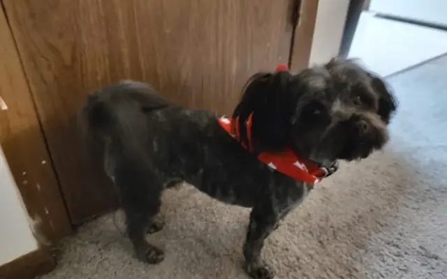 All Paws Pet Grooming in Clinton, TN