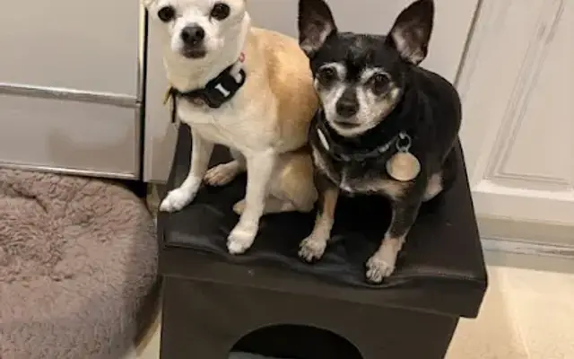 Peticured - Pet Nail Specialists in Troy, MI