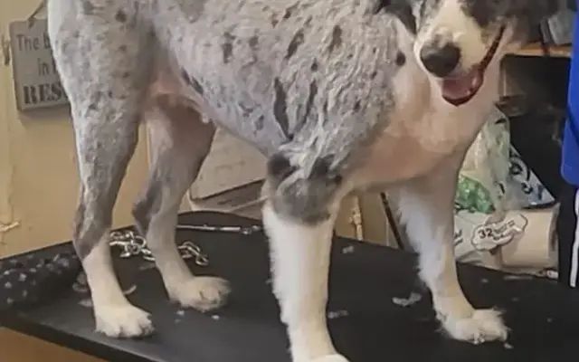 McGhee’s Pet Grooming Service in Pensacola, FL
