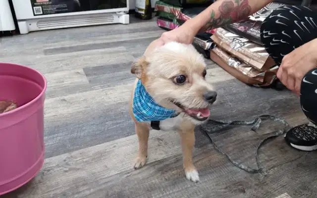 Paws Fur Love Mobile Grooming in Winter Garden, FL