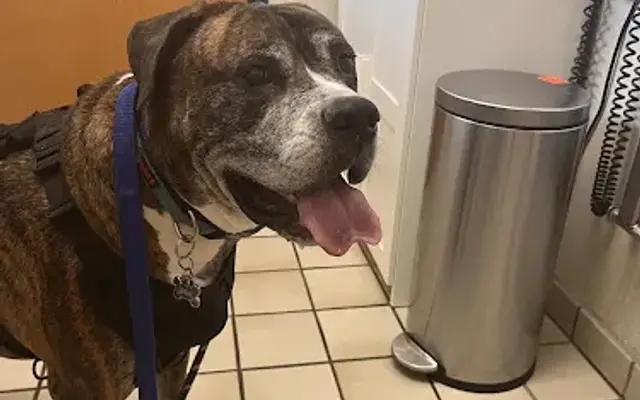 College Park Animal Hospital in College Park, MD