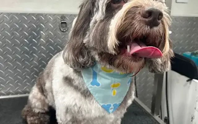 Mobile Dog Grooming Fort Lauderdale in Plantation, FL