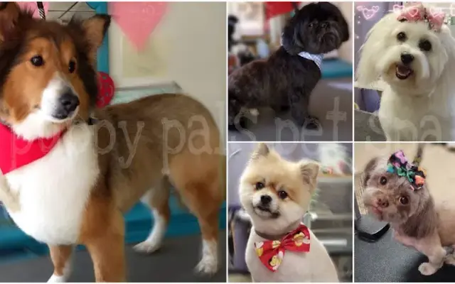 Puppy Pals Pet Spa in McCalla, AL