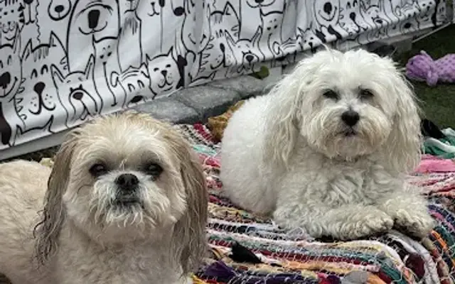 Little Paws Of Hope in Westbury, NY