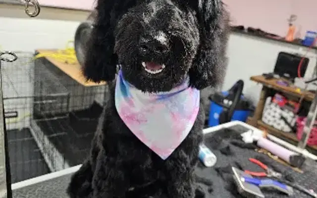 All Fluffed Up Professional Dog Grooming in Jonesboro, IN