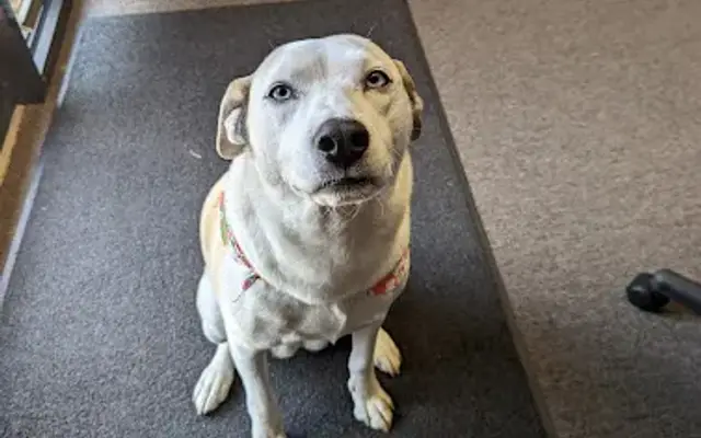 PetSmart Grooming in Flowery Branch, GA