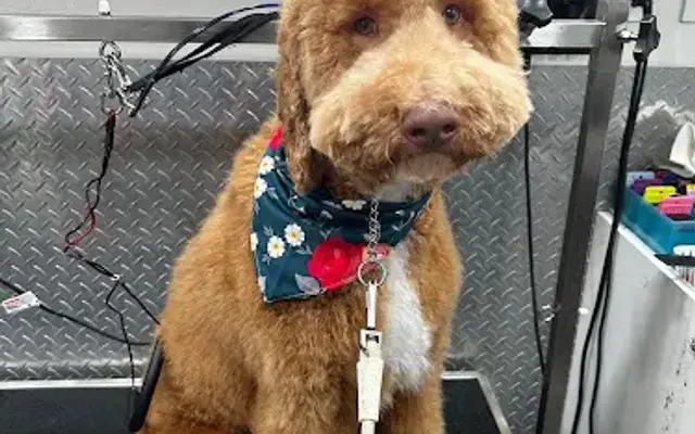 Mobile Pet Grooming Bal Harbour in Miami Gardens, FL