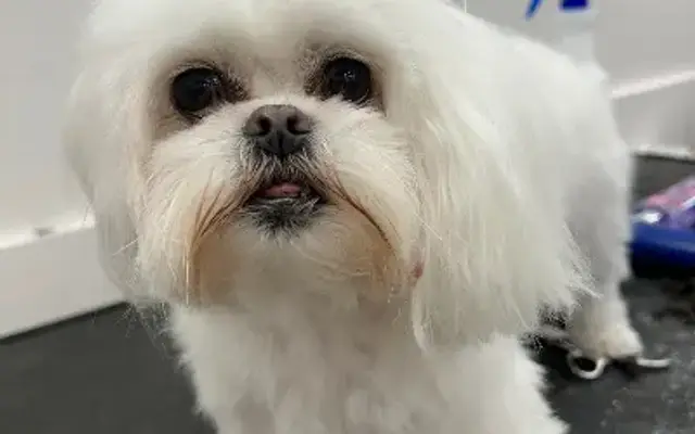 Woof Gang Bakery & Grooming Hanover Center in Wilmington, NC